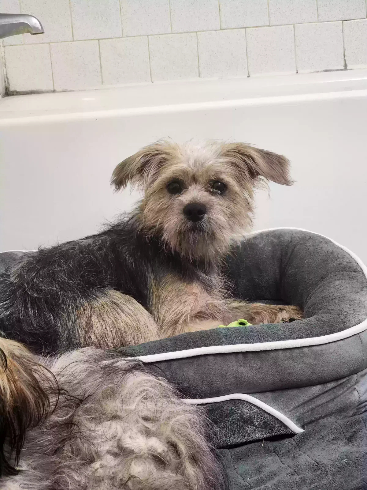 Found dog in Houston, TX, 77065
