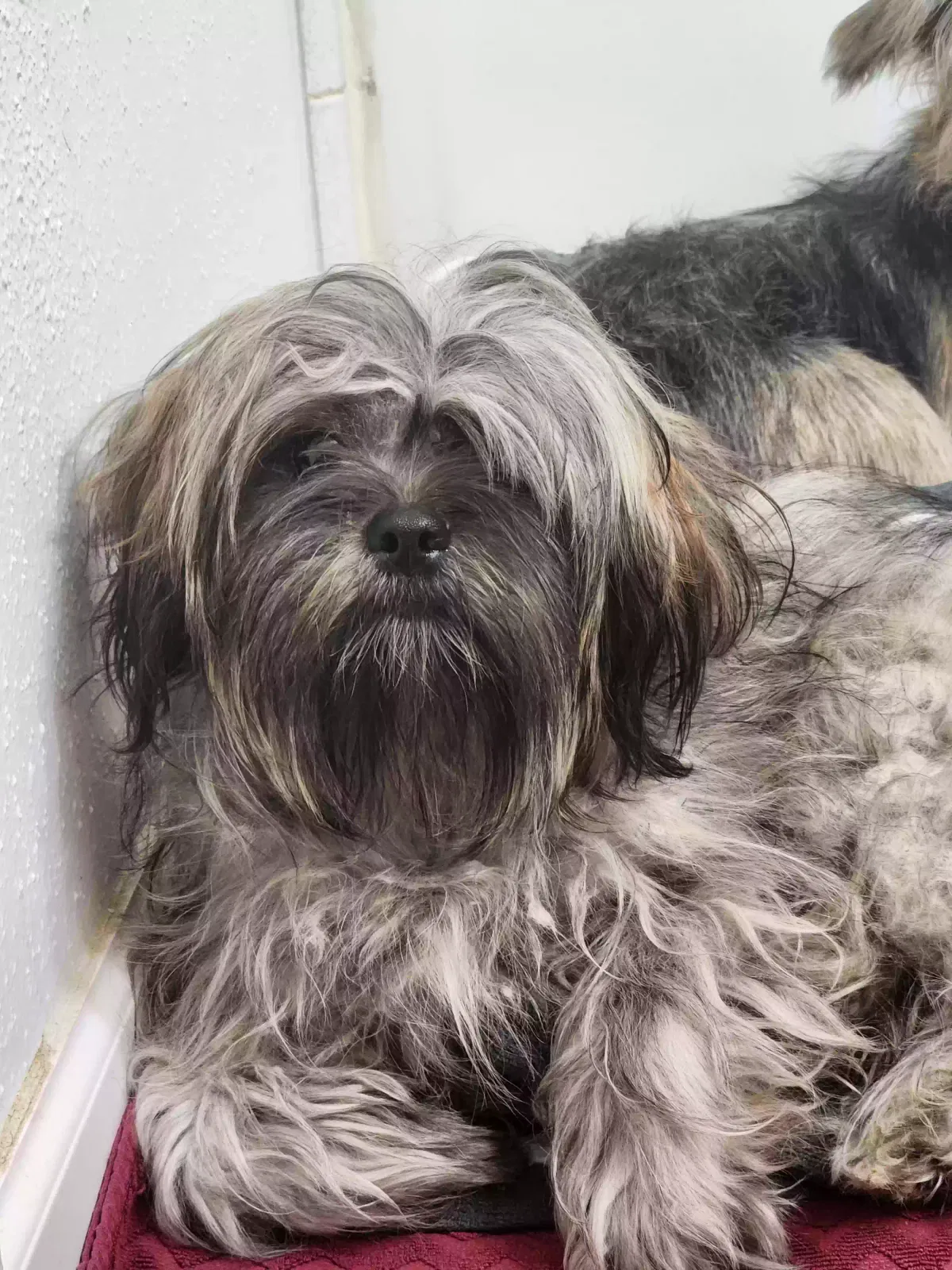 Found dog in Houston, TX, 77065