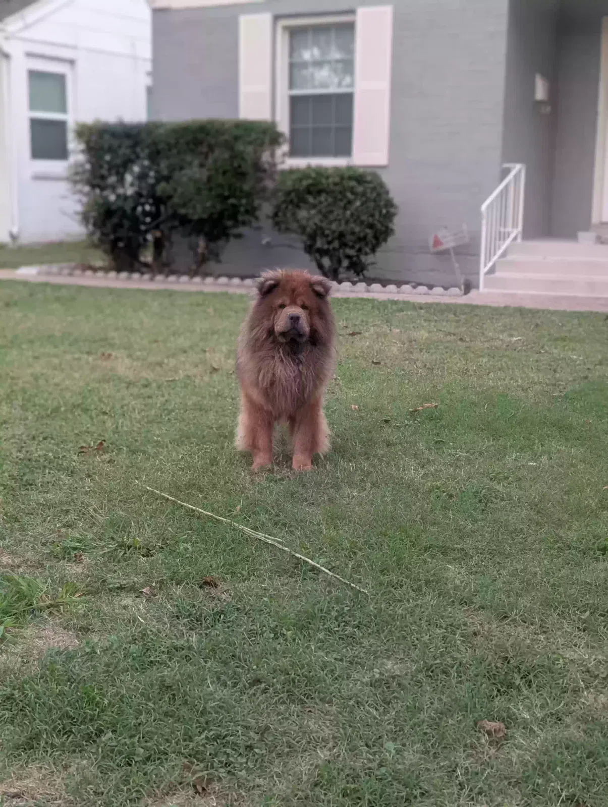 Lost dog in Fort Worth, TX, 76109