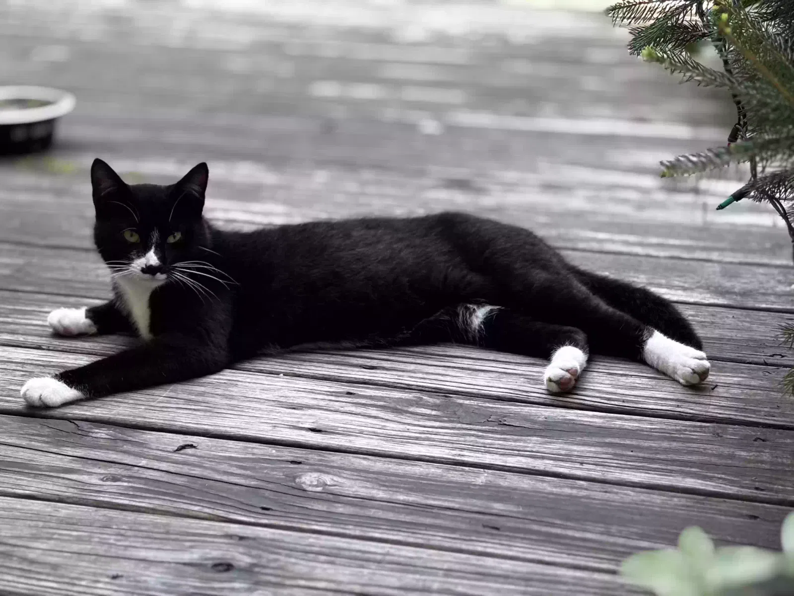 Lost cat in Sellersville, PA, 18960