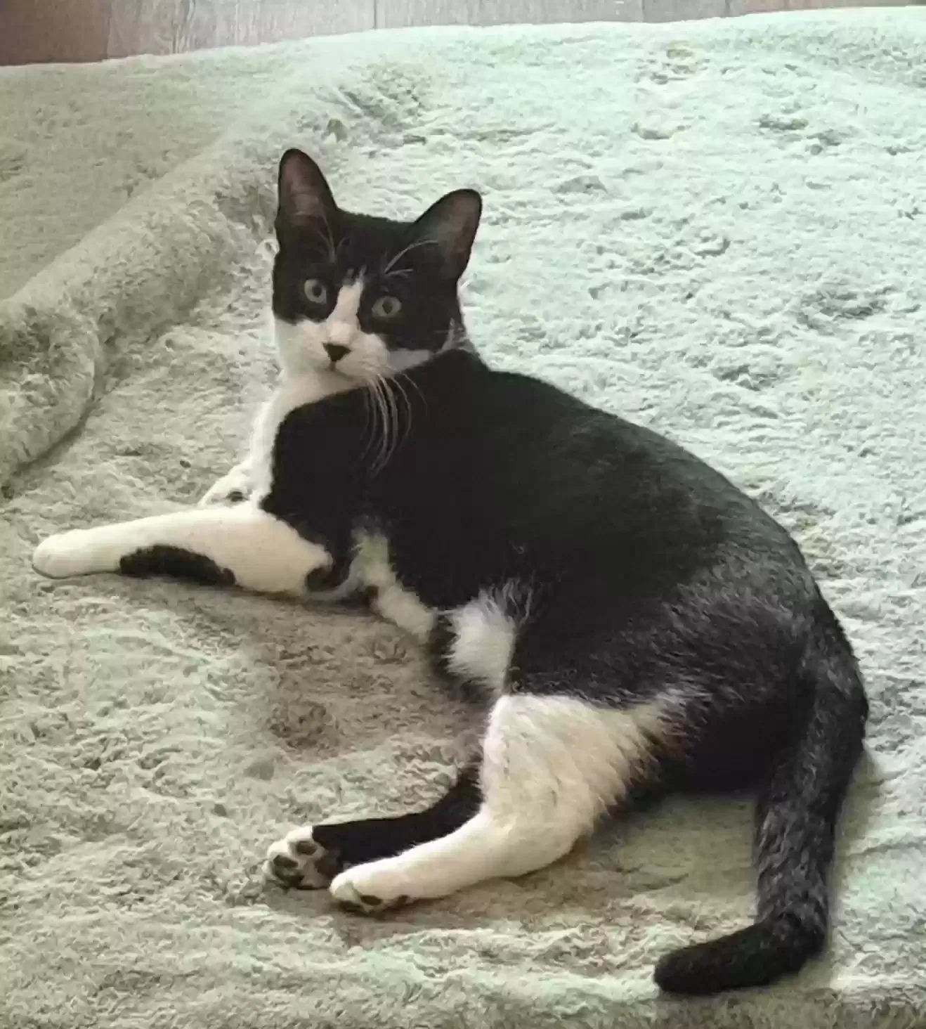 Lost cat in Brooklyn, NY, 11234