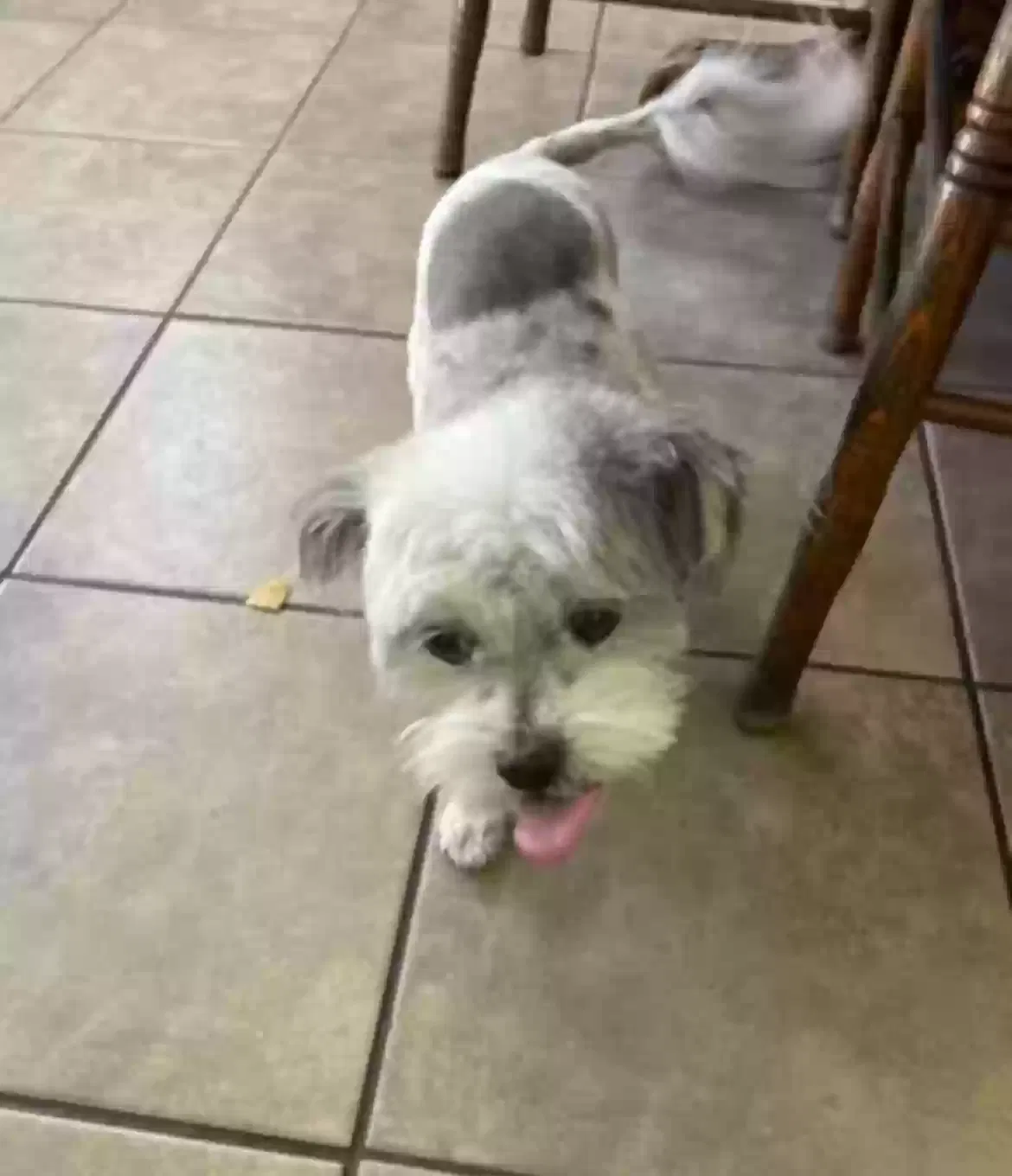 Lost dog in Fontana, CA, 92337