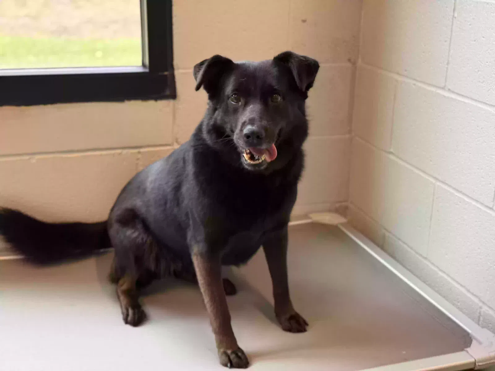 Lost dog in Lillington, NC, 27546