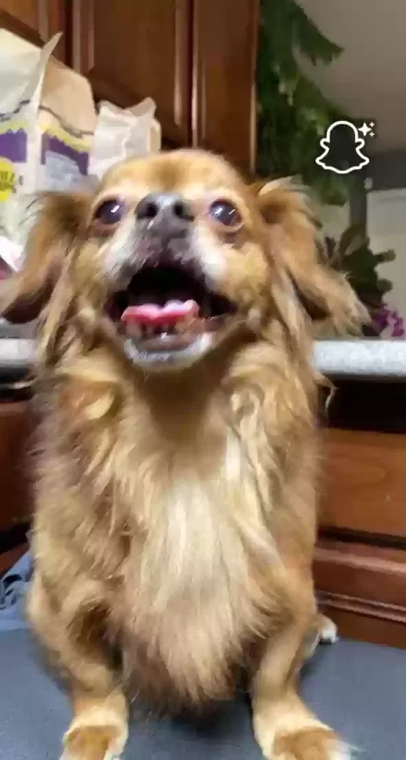 Lost dog in North Chicago, IL, 60064