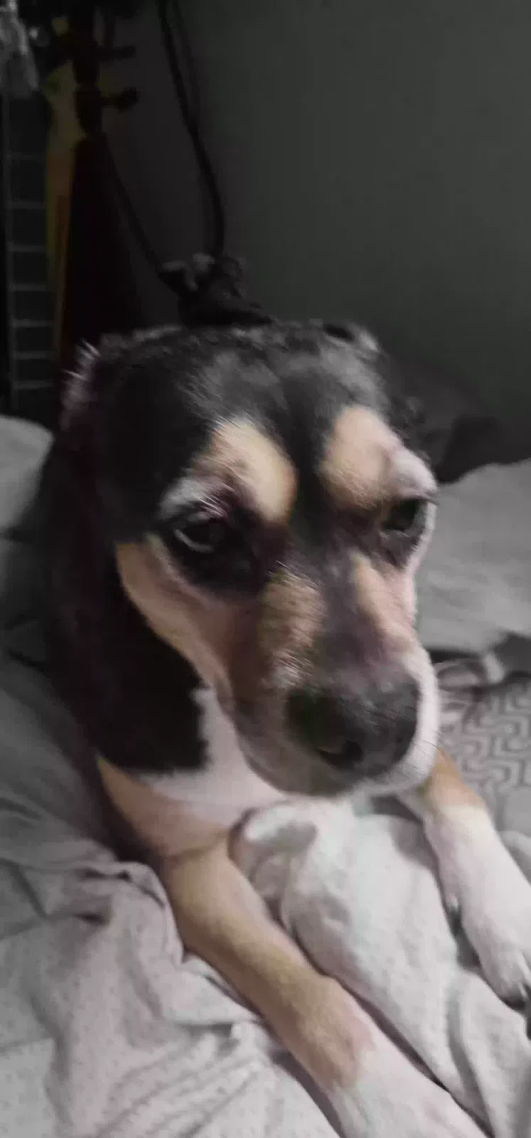 Lost dog in Columbus, OH, 43230