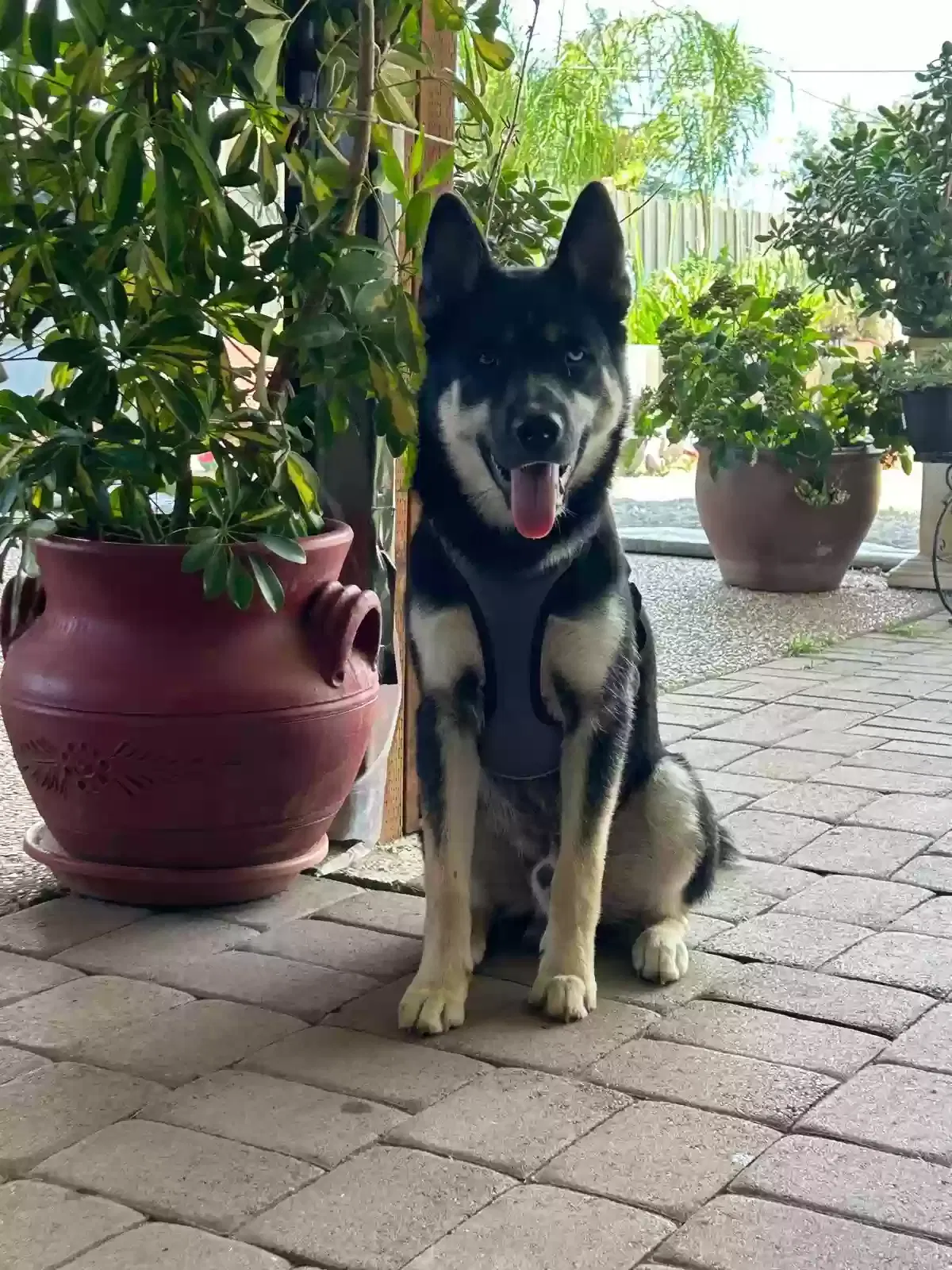 Lost dog in Sacramento, CA, 95833