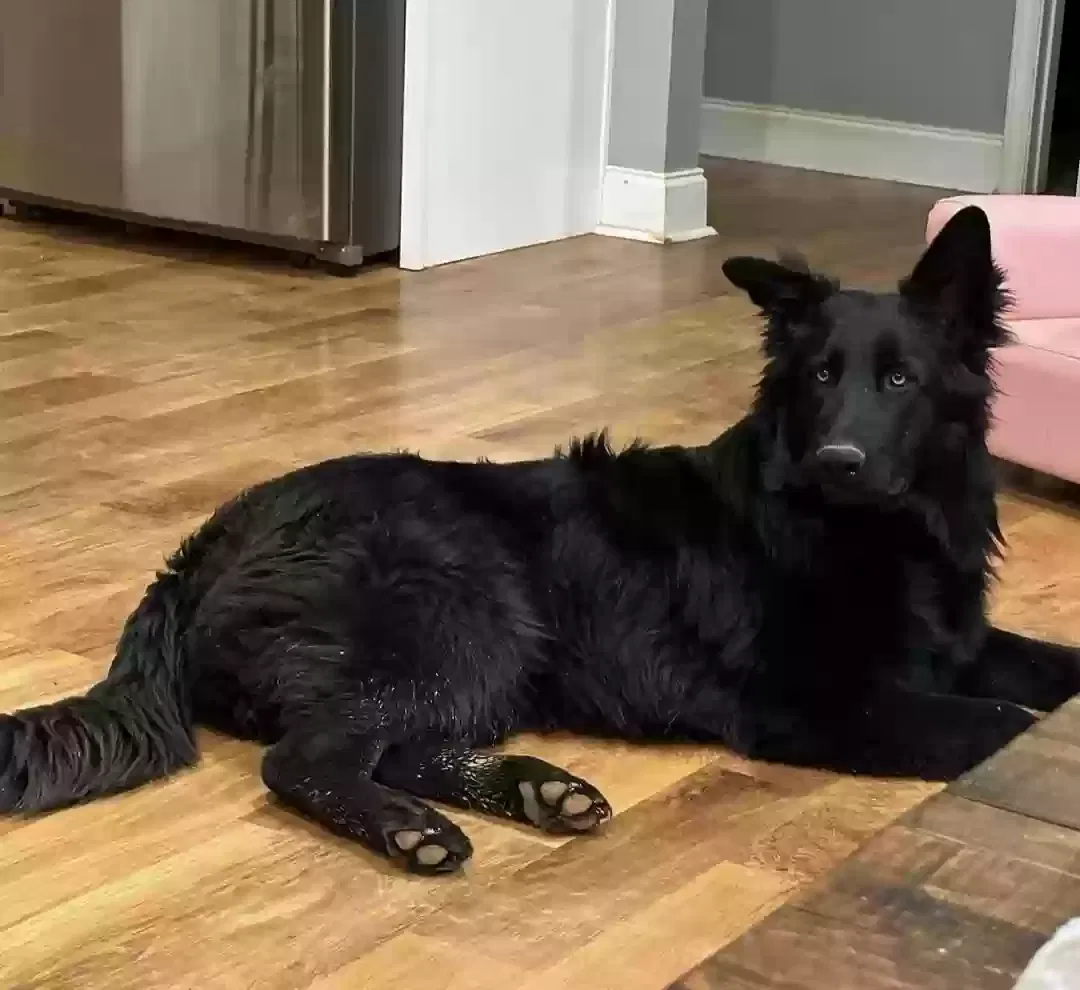 Lost dog in Lincolnton, NC, 28092