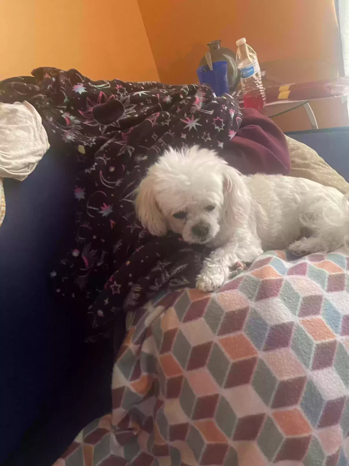 Lost dog in Jacksonville, FL, 32206