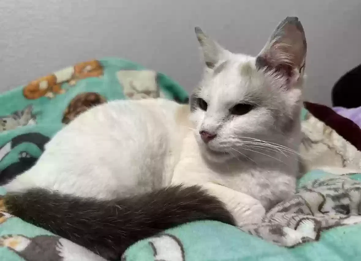 Lost cat in Waco, TX, 76705