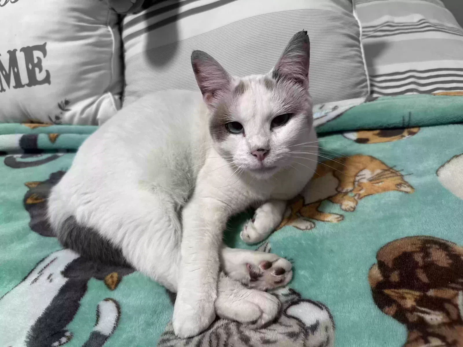 Lost cat in Waco, TX, 76705