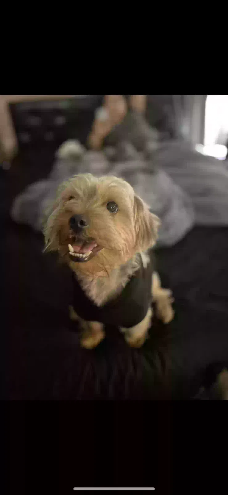 Lost dog in Fort Worth, TX, 76107