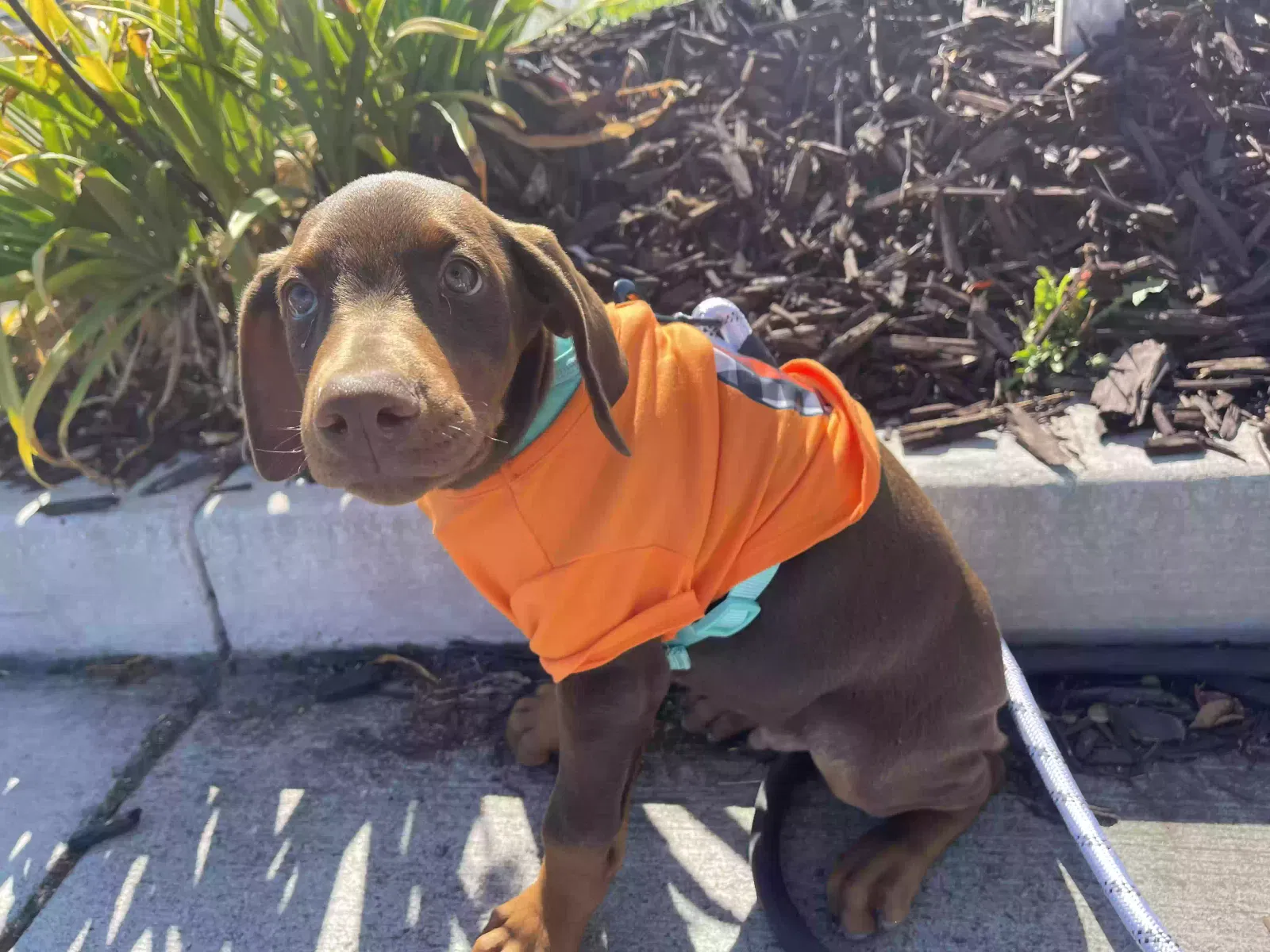 Lost dog in Santa Rosa, CA, 95403
