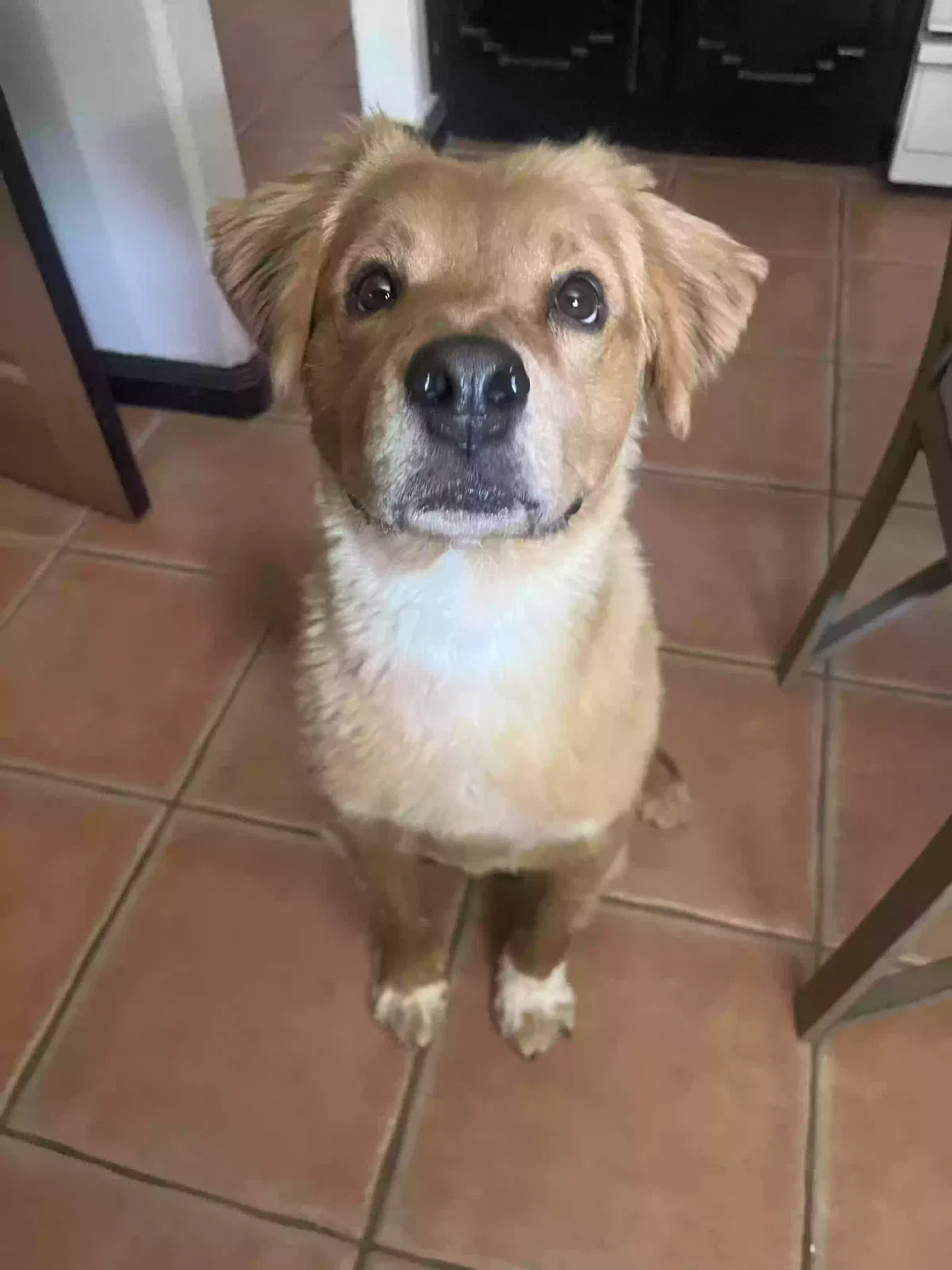 Lost dog in El Paso, TX, 79927