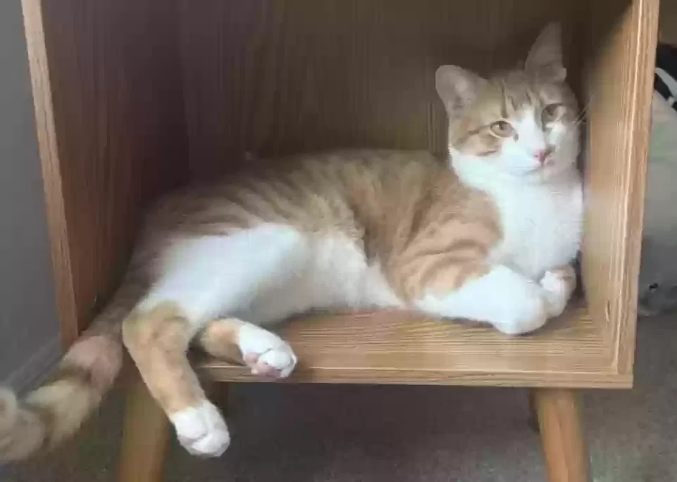 Lost cat in Daytona Beach, FL, 32119