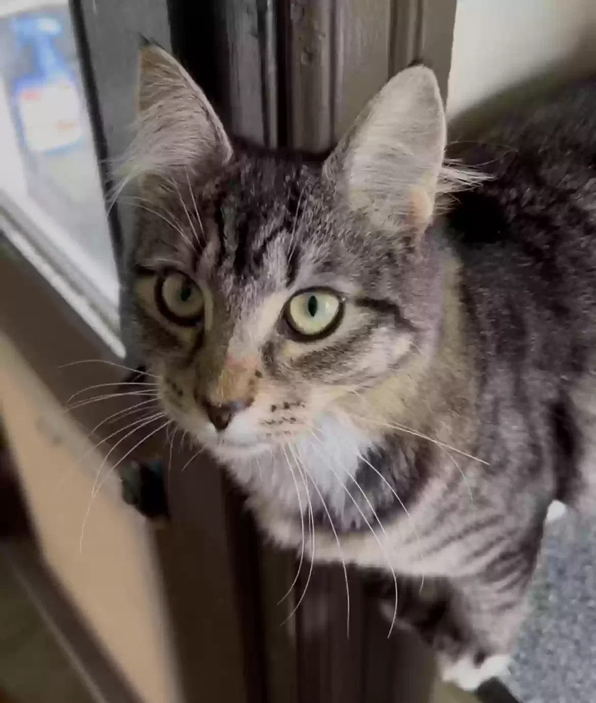 Lost cat in Portland, OR, 97213
