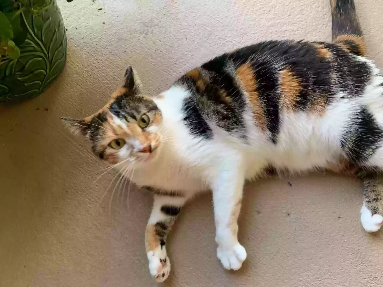 Lost cat in Palm Bay, FL, 32907