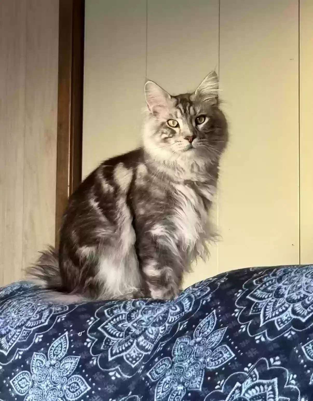 Lost cat in Palatine, IL, 60074