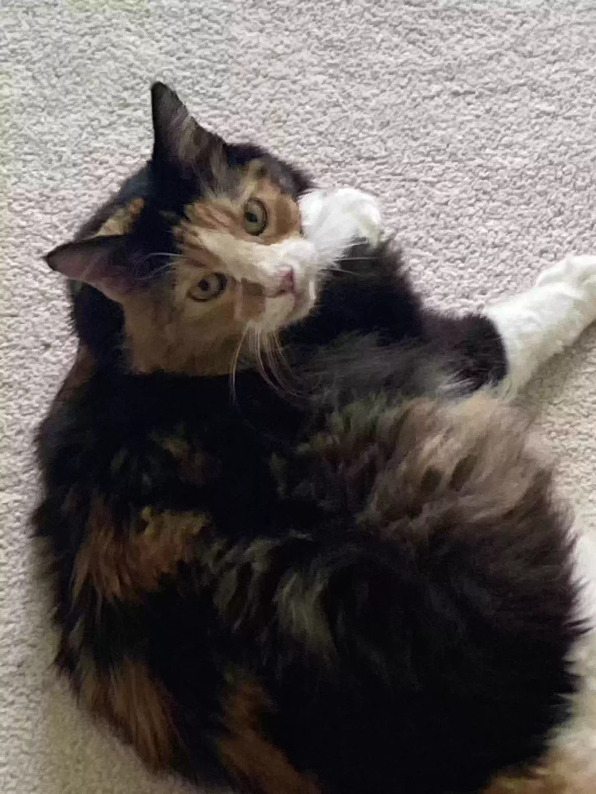 Lost cat in Kingwood, TX, 77345