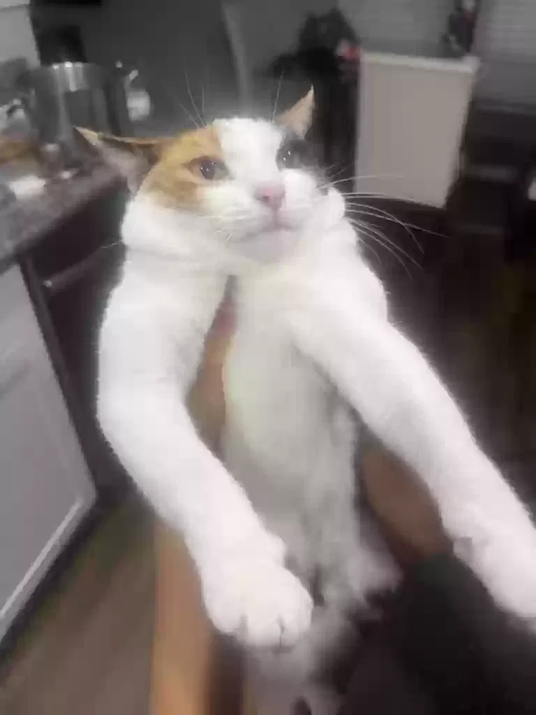 Lost cat in Charlotte, NC, 28269