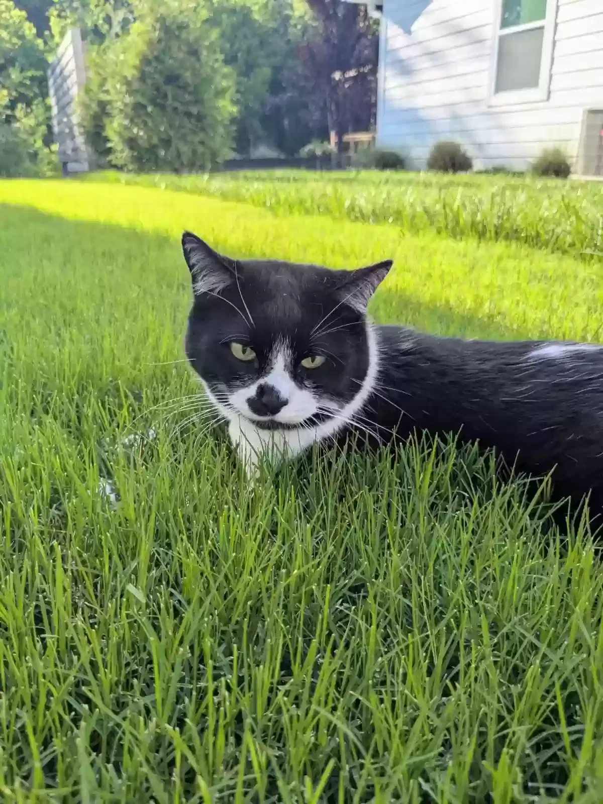 Lost cat in Spartanburg, SC, 29302