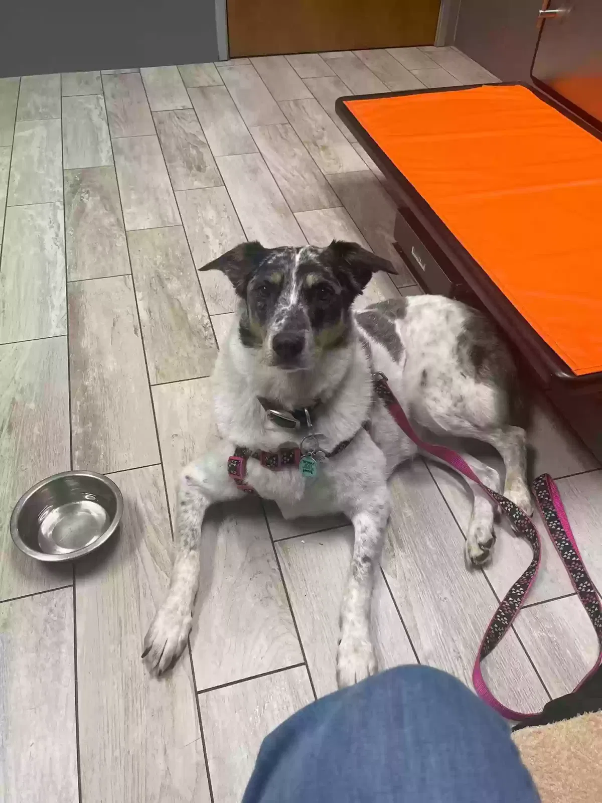 Lost dog in Phoenix, AZ, 85053