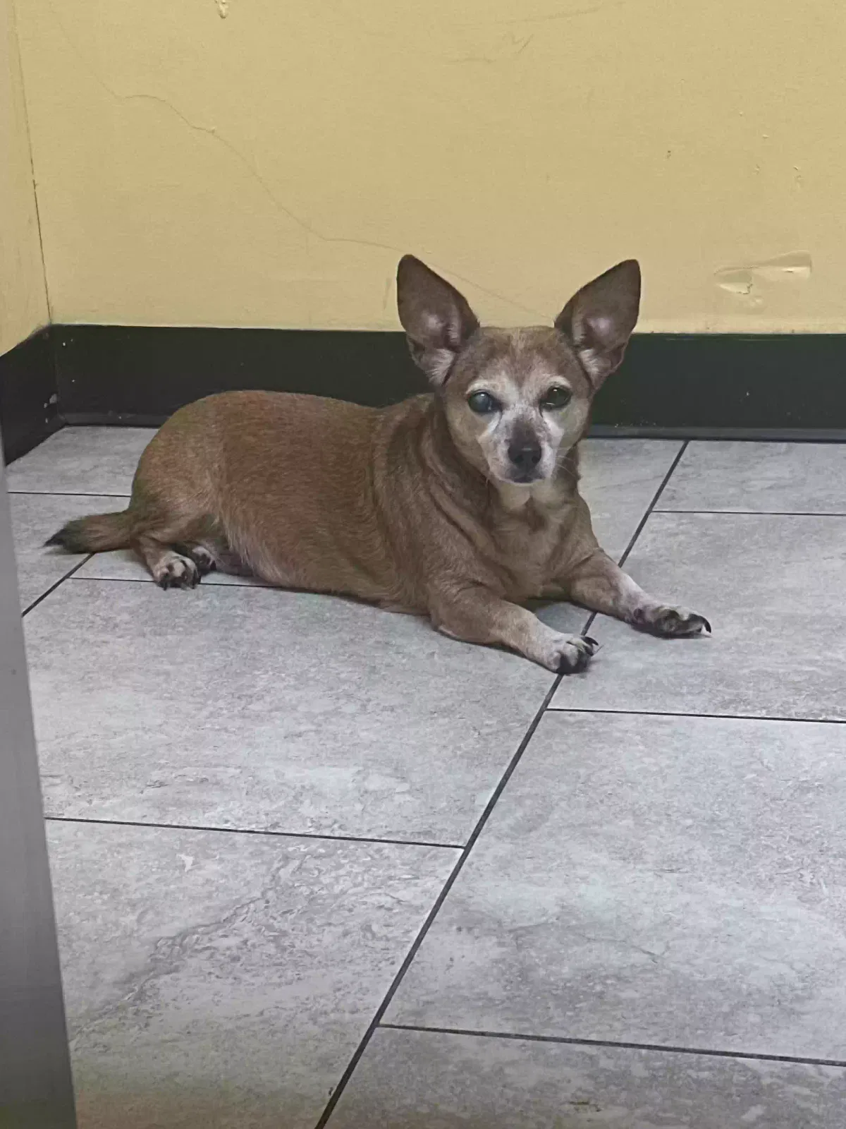 Lost dog in Pasadena, TX, 77502