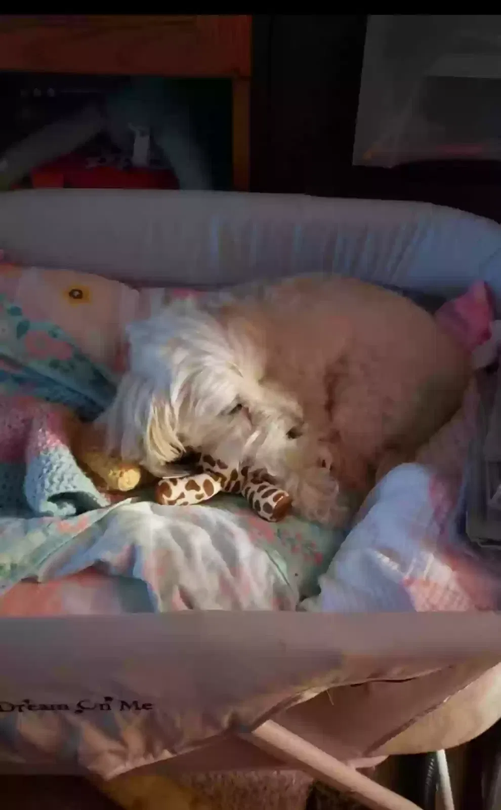 Lost dog in Riverside, CA, 92501