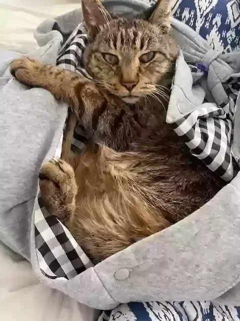 Lost cat in Lomita, CA, 90717
