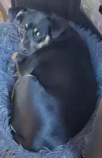 Lost dog in San Francisco, CA, 94112
