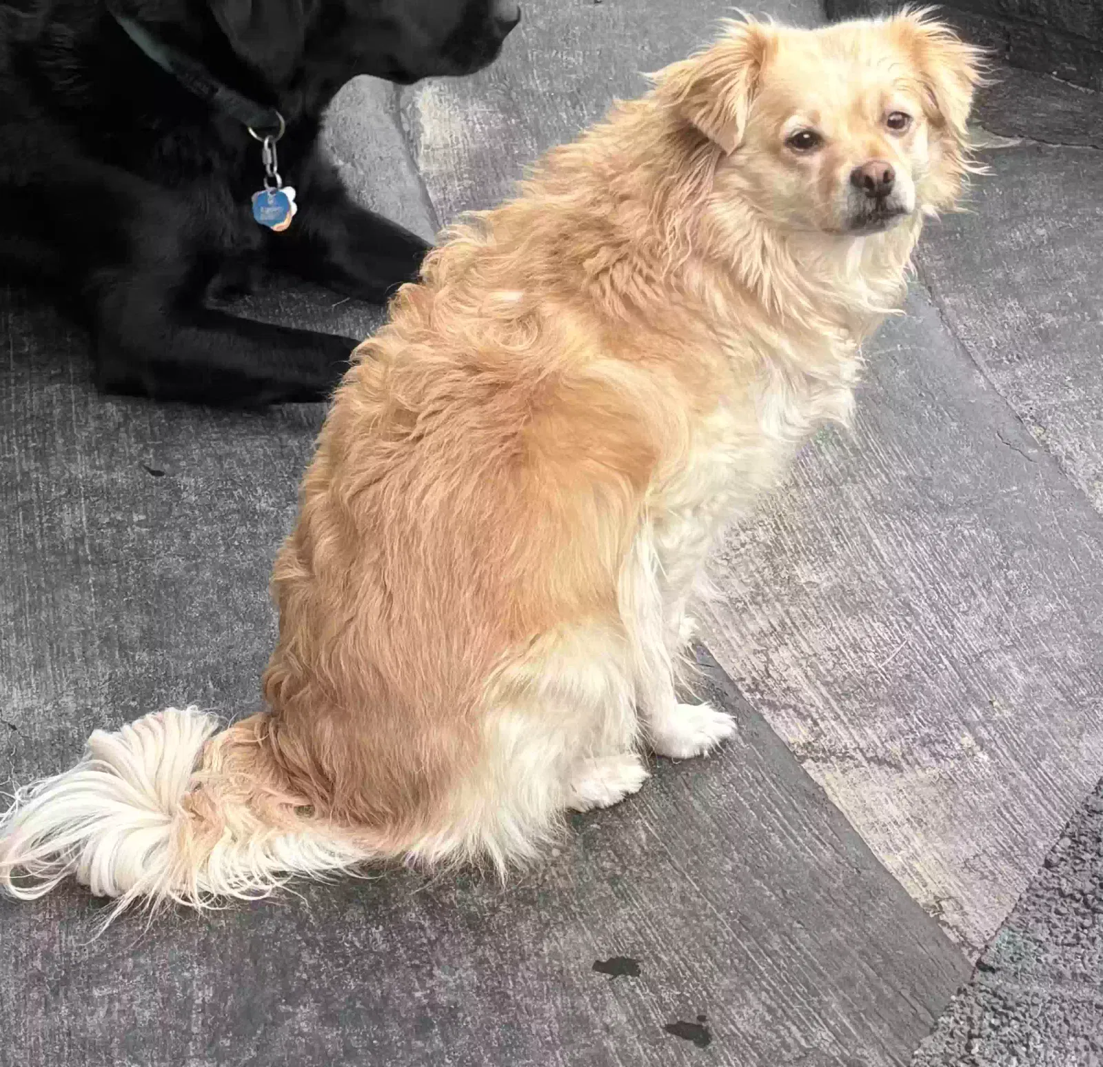 Lost dog in Vancouver, WA, 98661