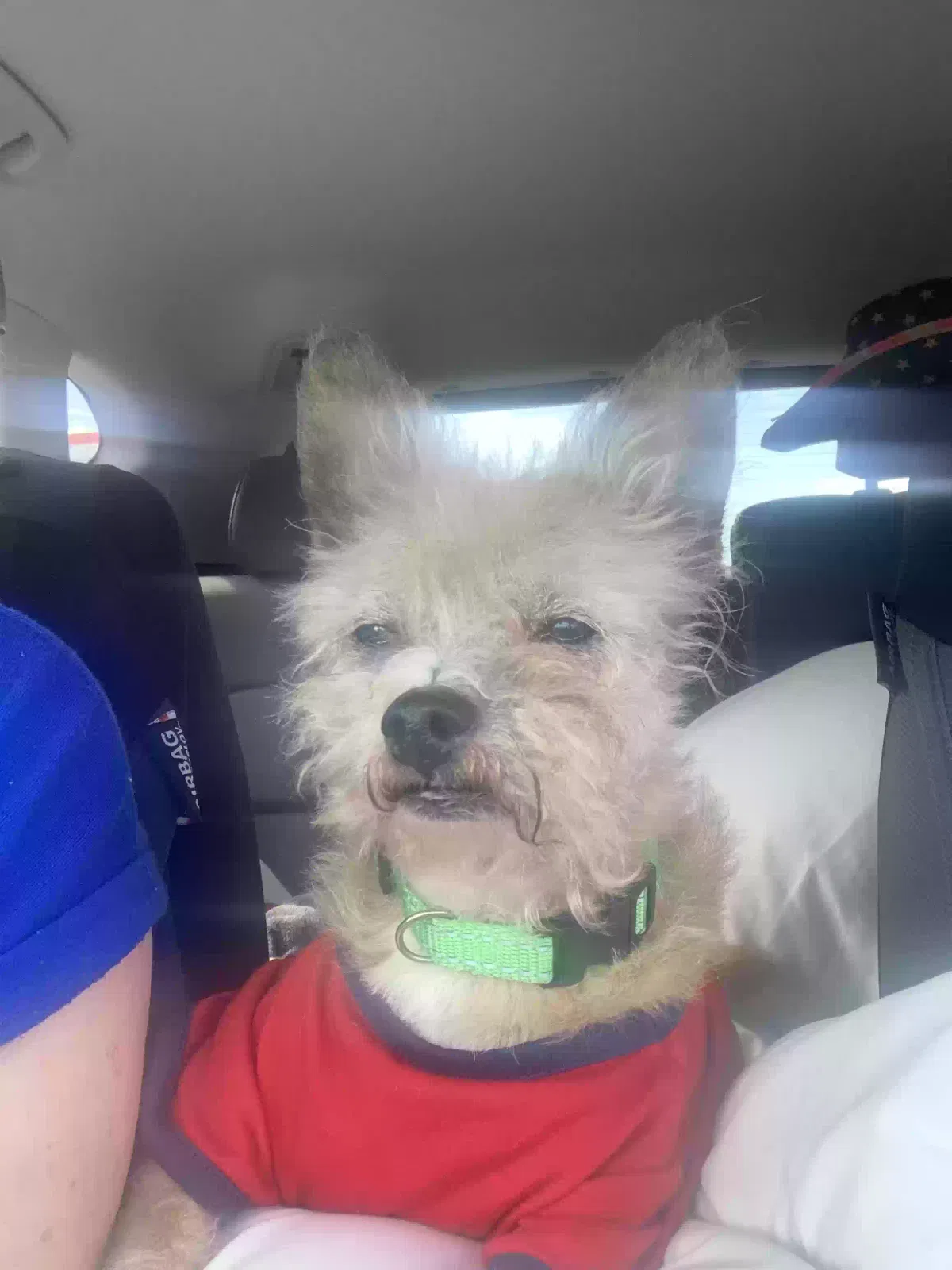 Lost dog in Knoxville, TN, 37921
