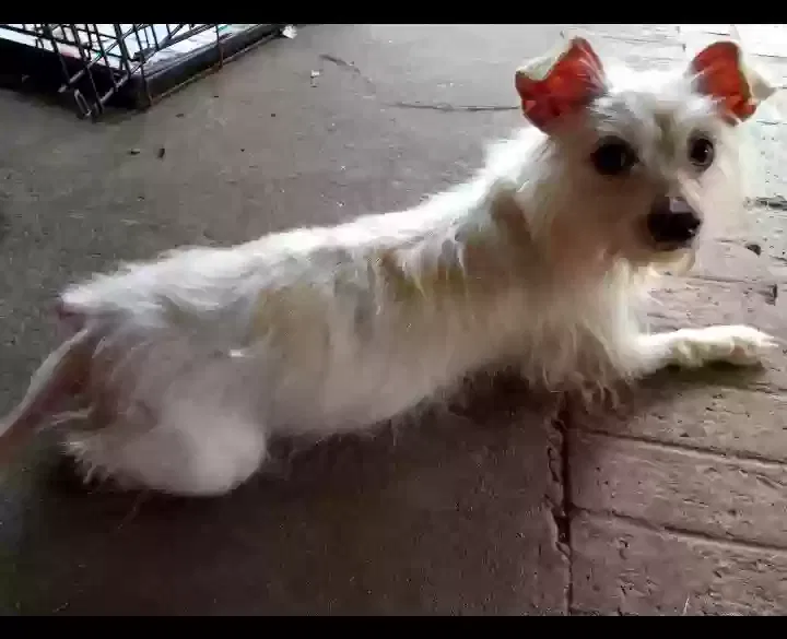Lost dog in Hardeeville, SC, 29927