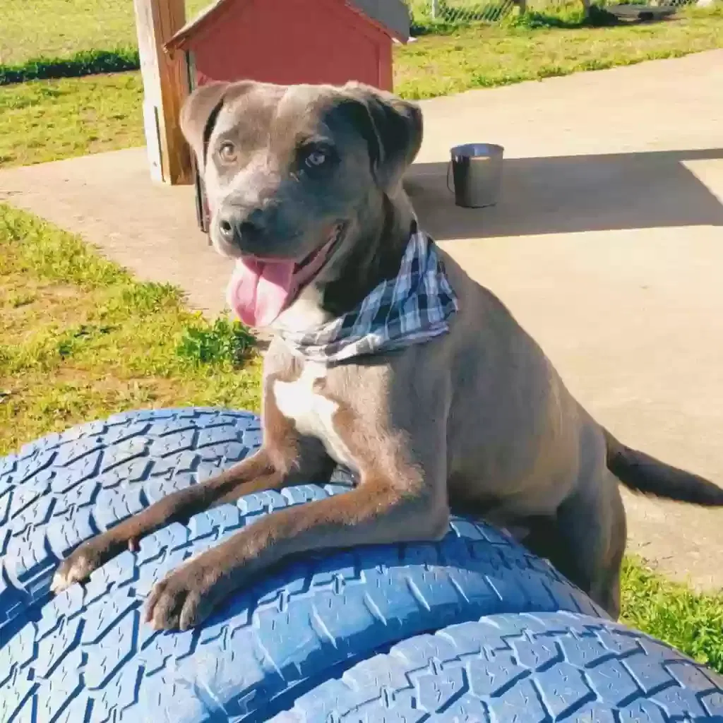 Lost dog in Birmingham, AL, 35210