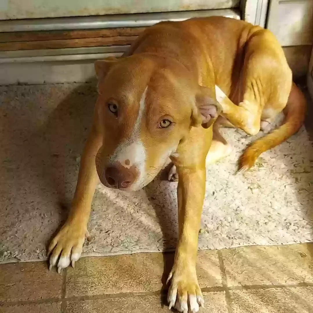 Lost dog in Birmingham, AL, 35210