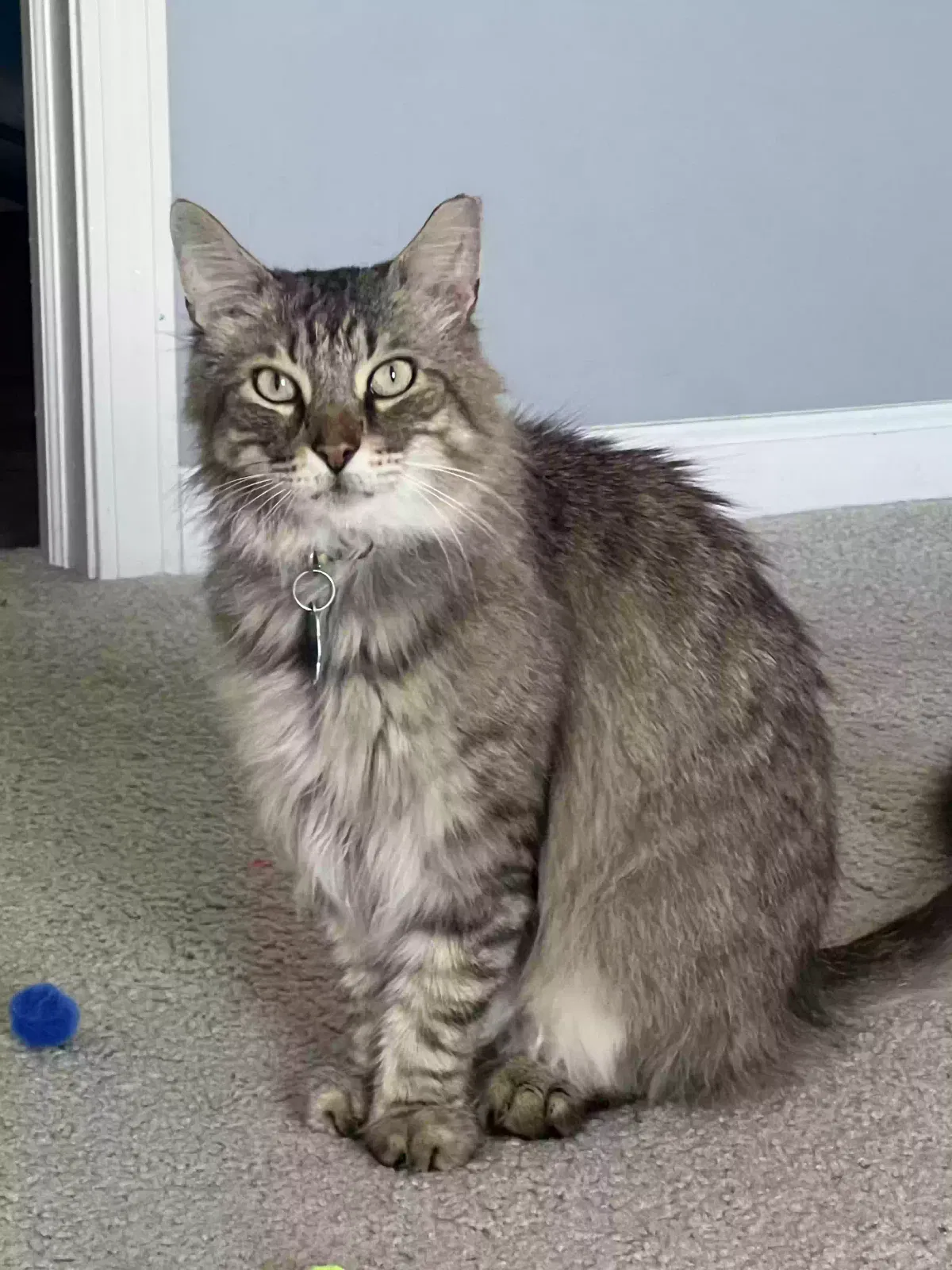 Lost cat in Columbus, IN, 47203