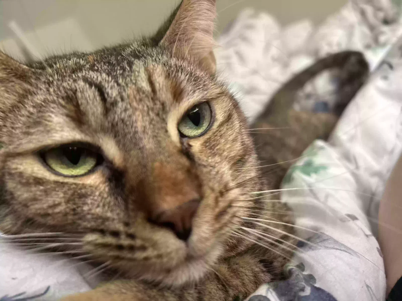 Lost cat in Fort Lauderdale, FL, 33322