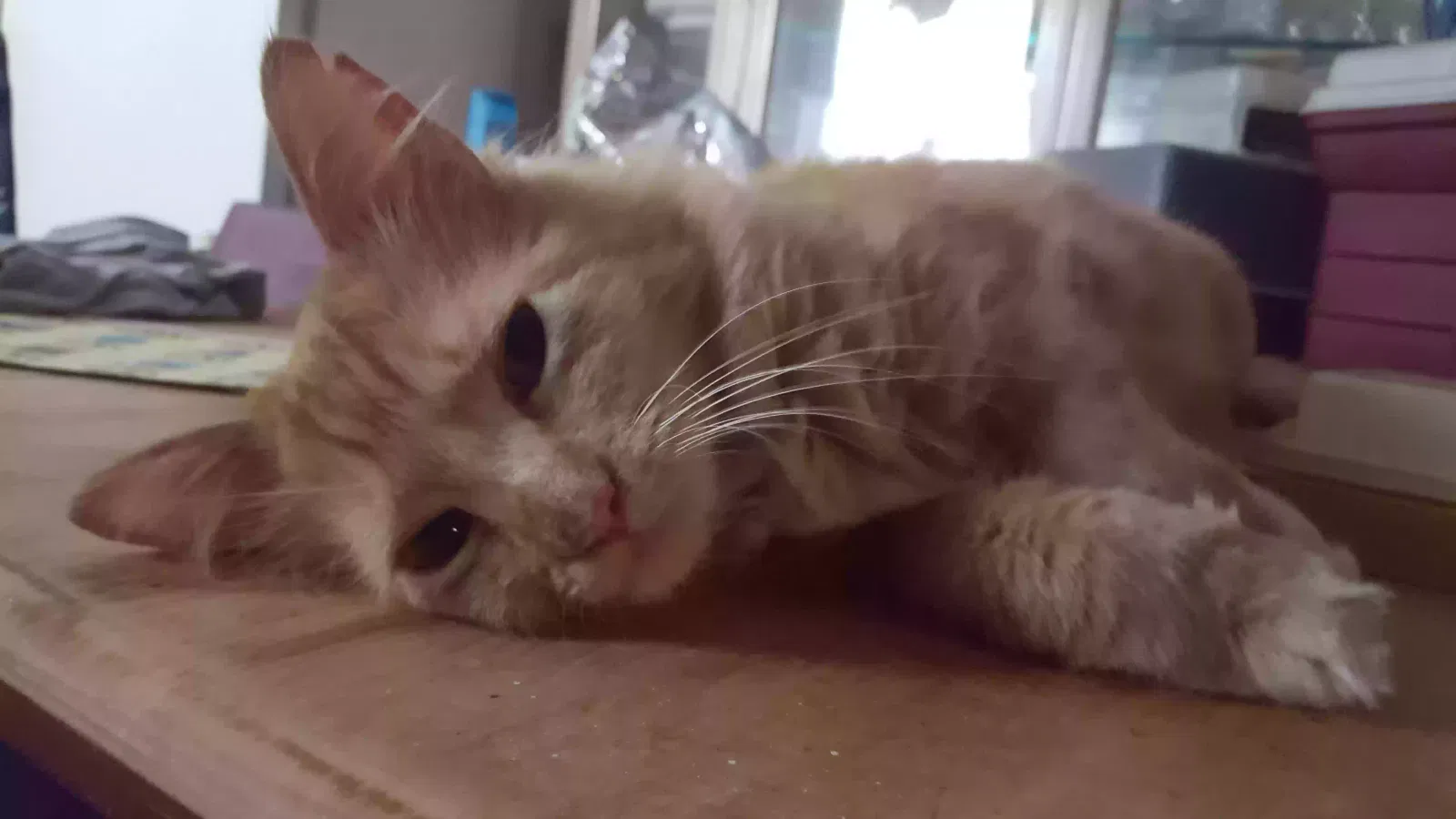 Lost cat in Cleveland, TN, 37323