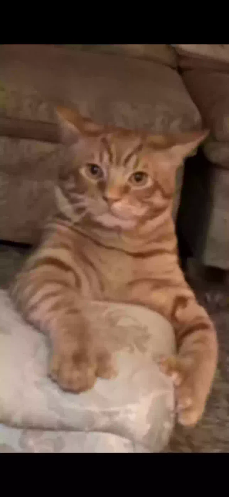 Lost cat in Portland, OR, 97225