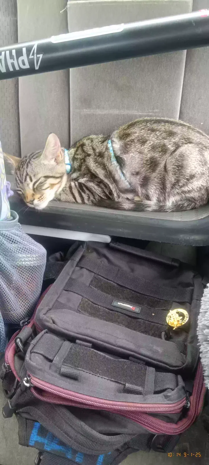 Lost cat in Tacoma, WA, 98407