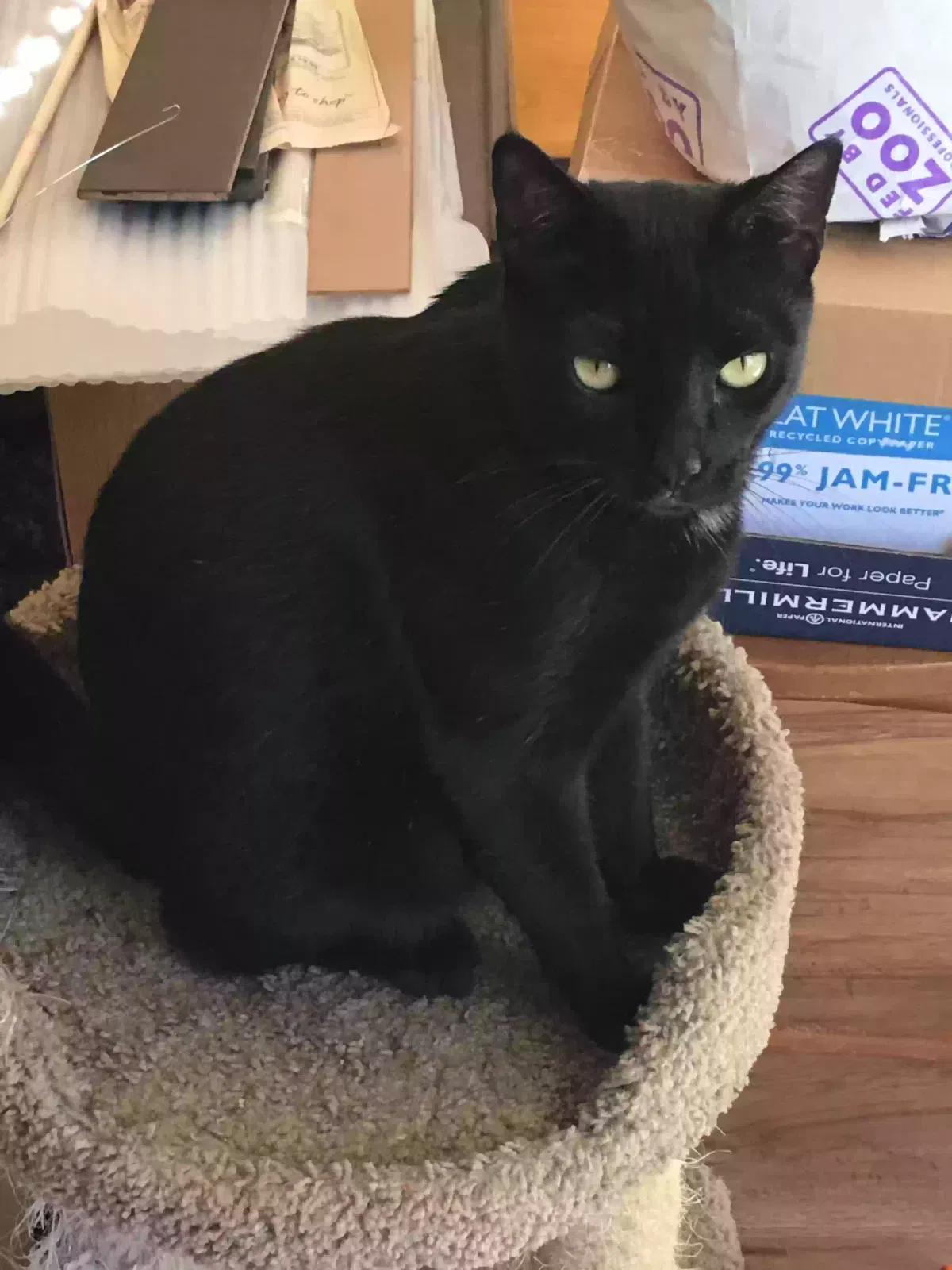 Lost cat in Sacramento, CA, 95829