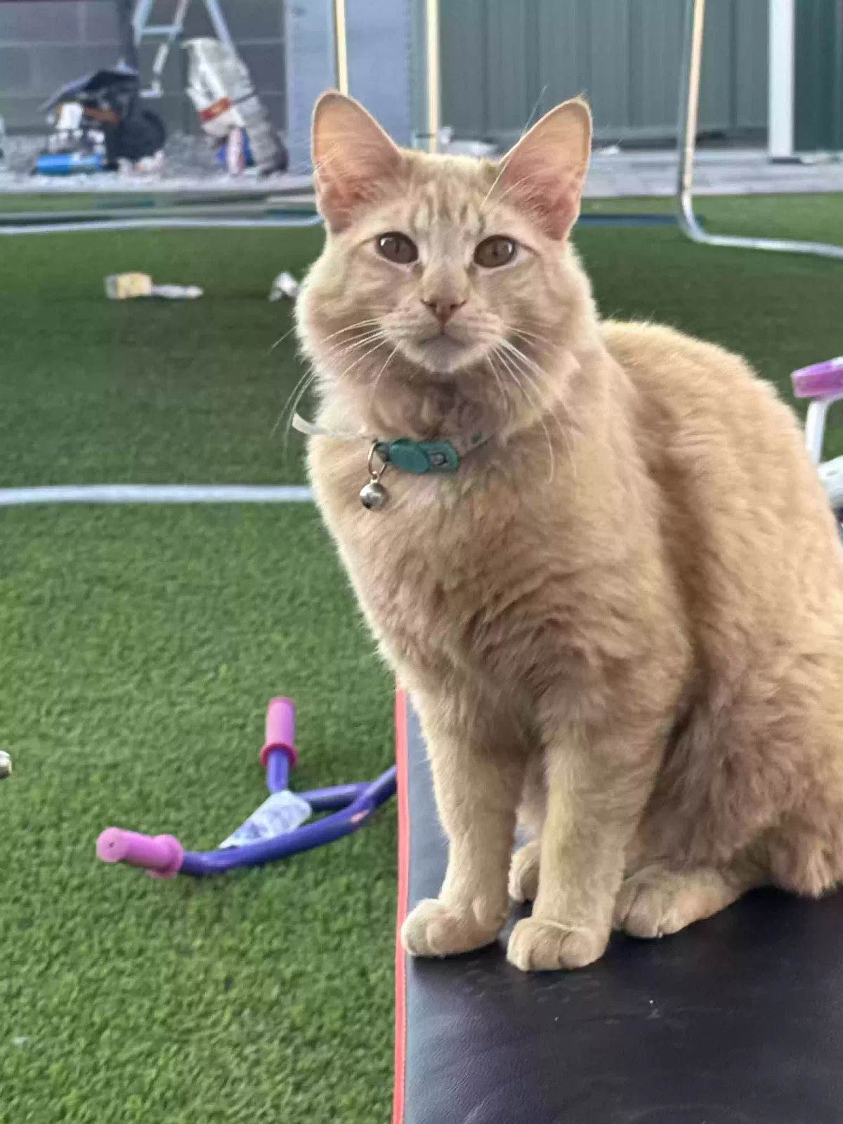 Lost cat in Tolleson, AZ, 85353