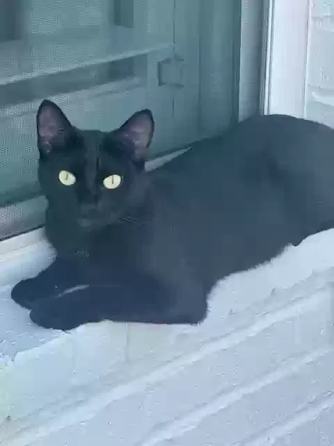 Lost cat in Allen, TX, 75002