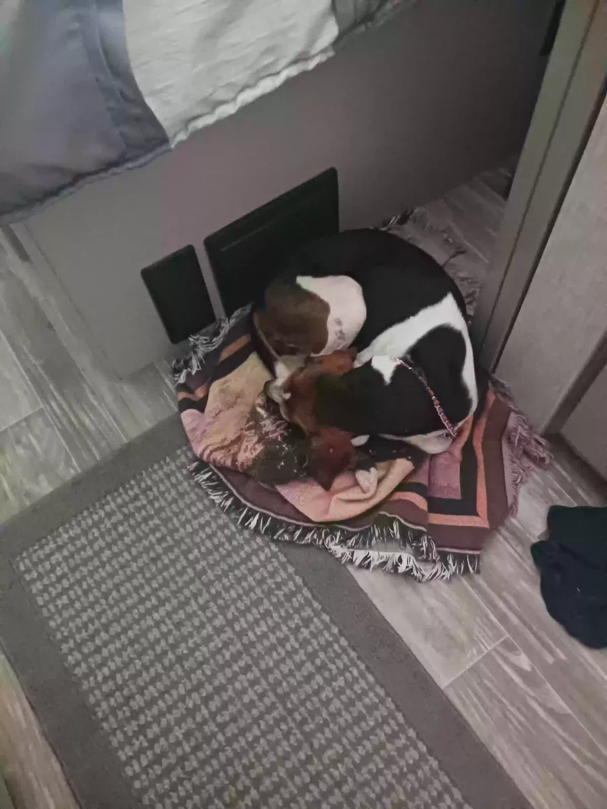Found dog in Hardeeville, SC, 29927