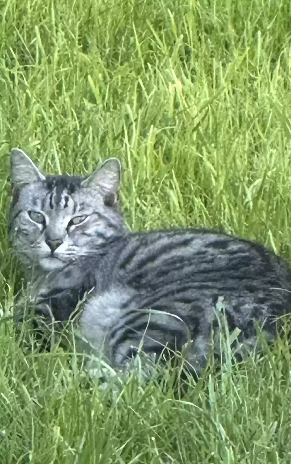 Lost cat in Caldwell, ID, 83607
