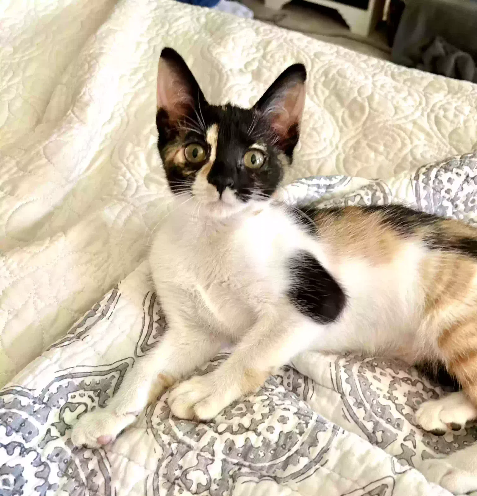 Lost cat in Tallahassee, FL, 32309