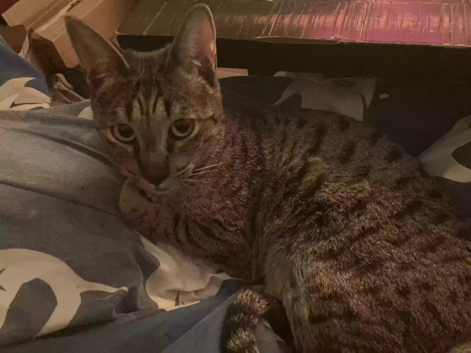 Lost cat in Red Rock, TX, 78662