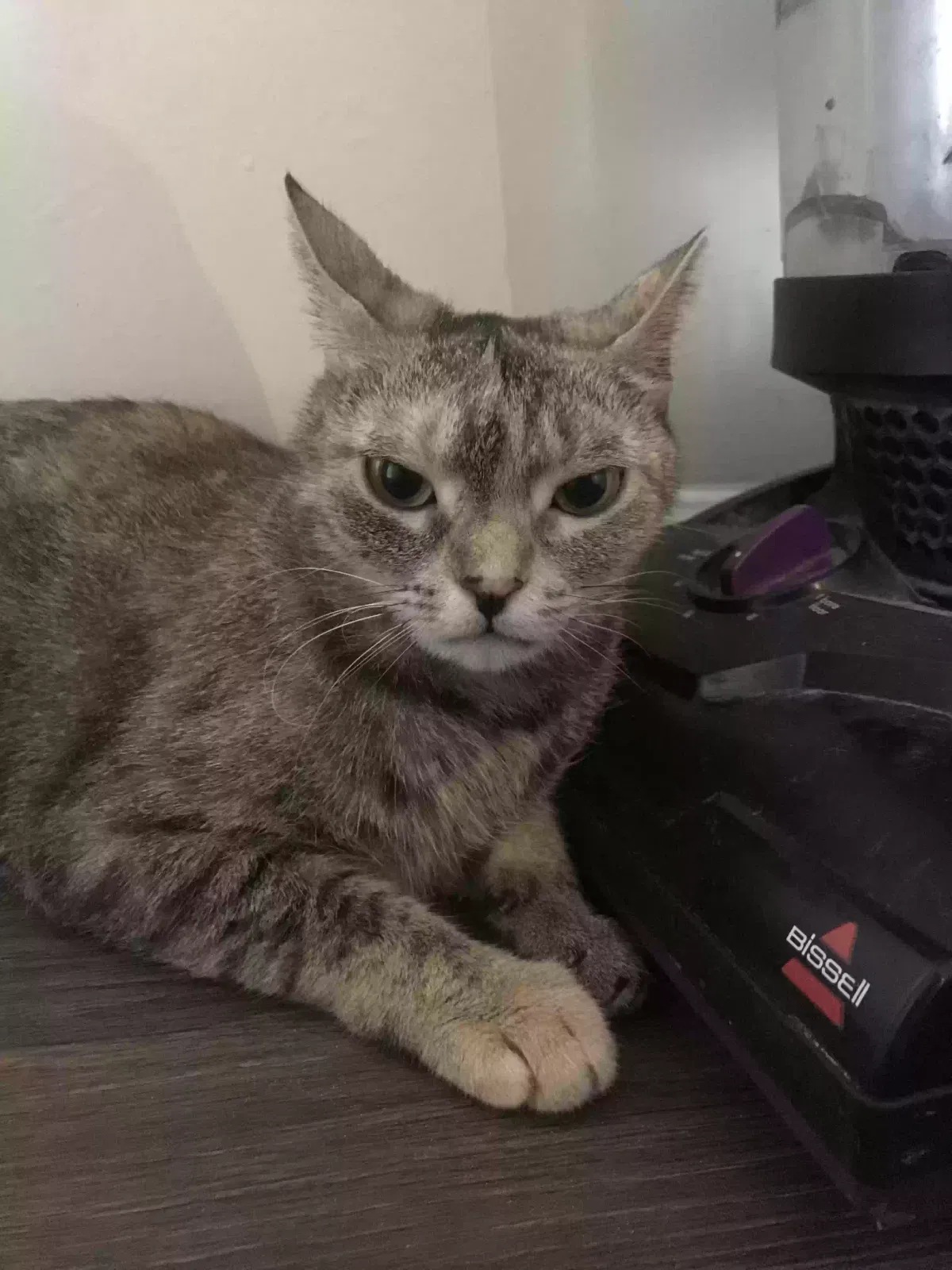 Lost cat in Atlanta, GA, 30341