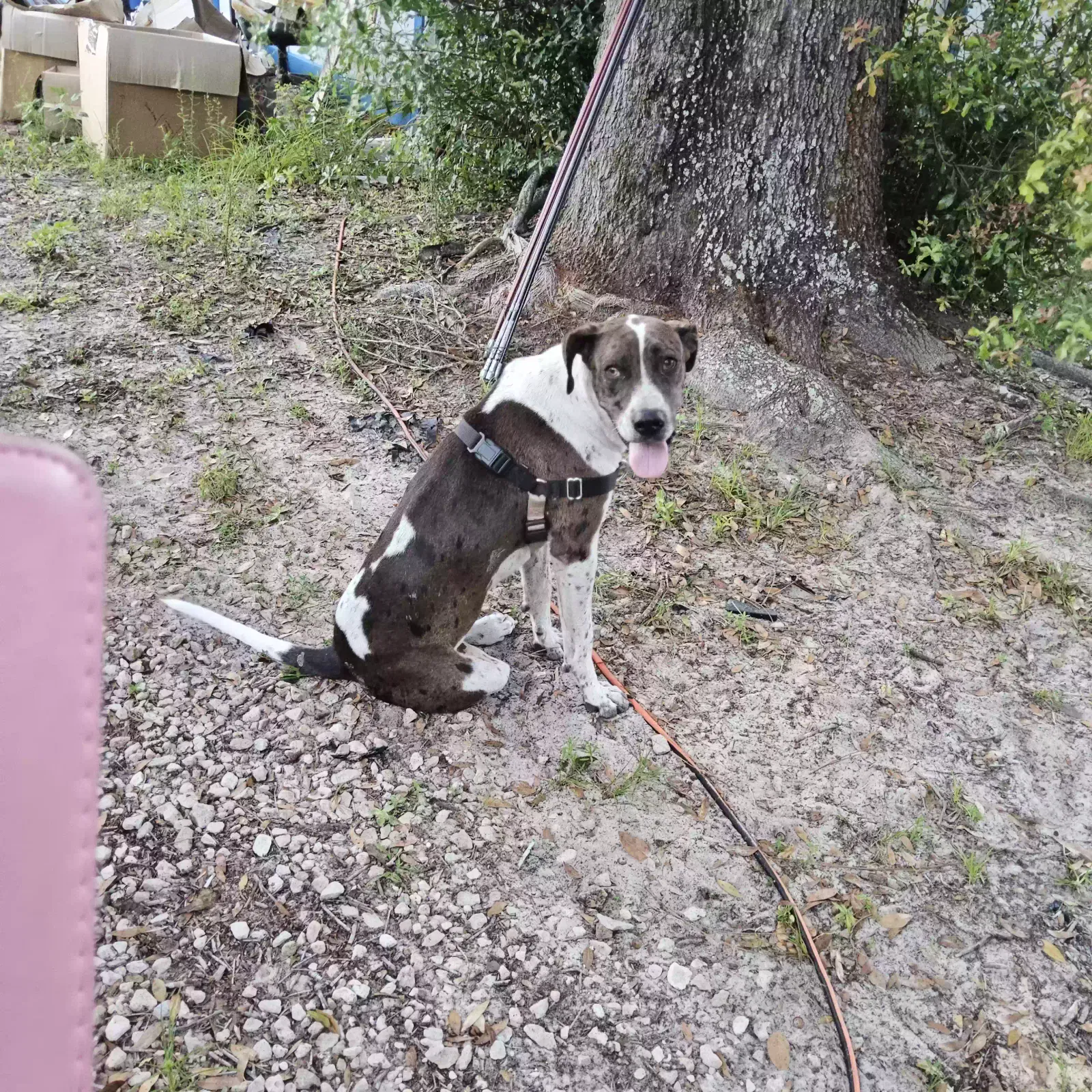Found dog in Bell, FL, 32619