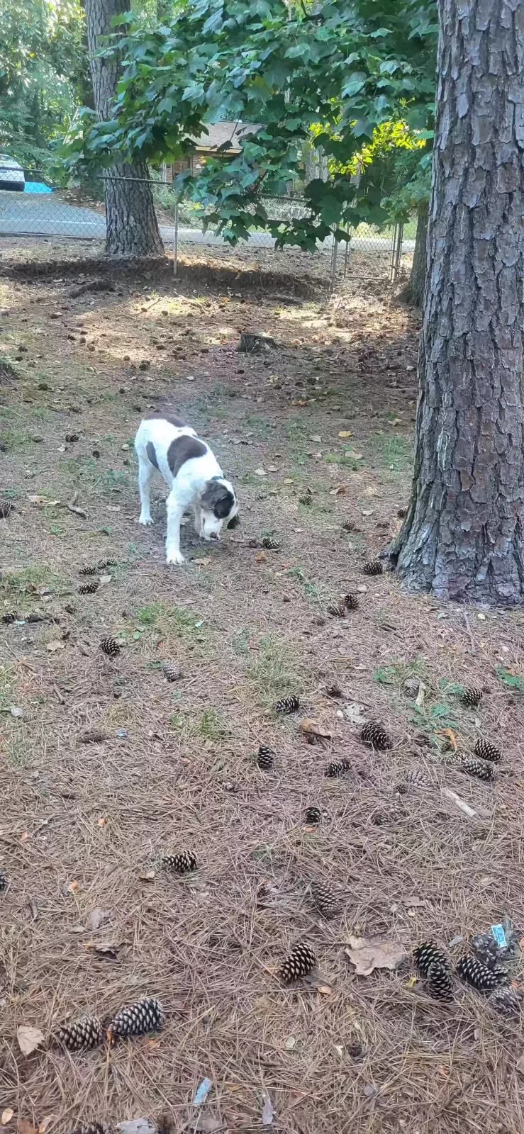 Lost dog in Carrboro, NC, 27510