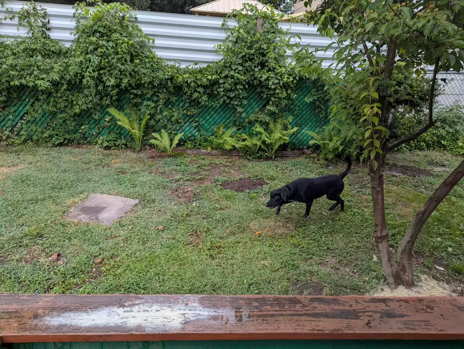 Found dog in Morrisville, PA, 19067